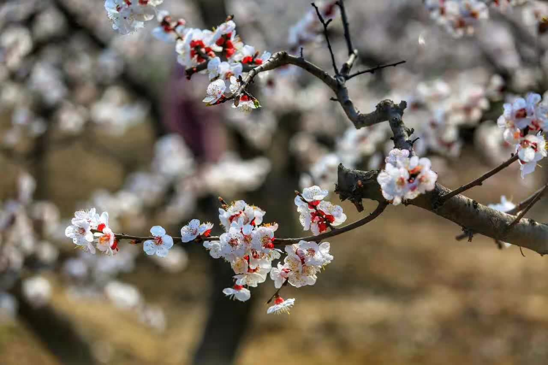 ꕥ邂逅春日繁花！2023秦皇岛全境赏花攻略请收好~4833 作者:固安攻略 帖子ID:192638 邂逅,春日,繁花,2023,秦皇岛