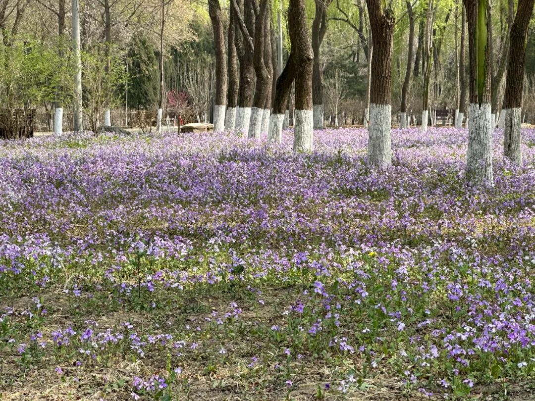 人少，景美，还免费！送您“免费”赏花指南3999 作者:一寸月光 帖子ID:194698 景美,免费,送您,赏花,指南