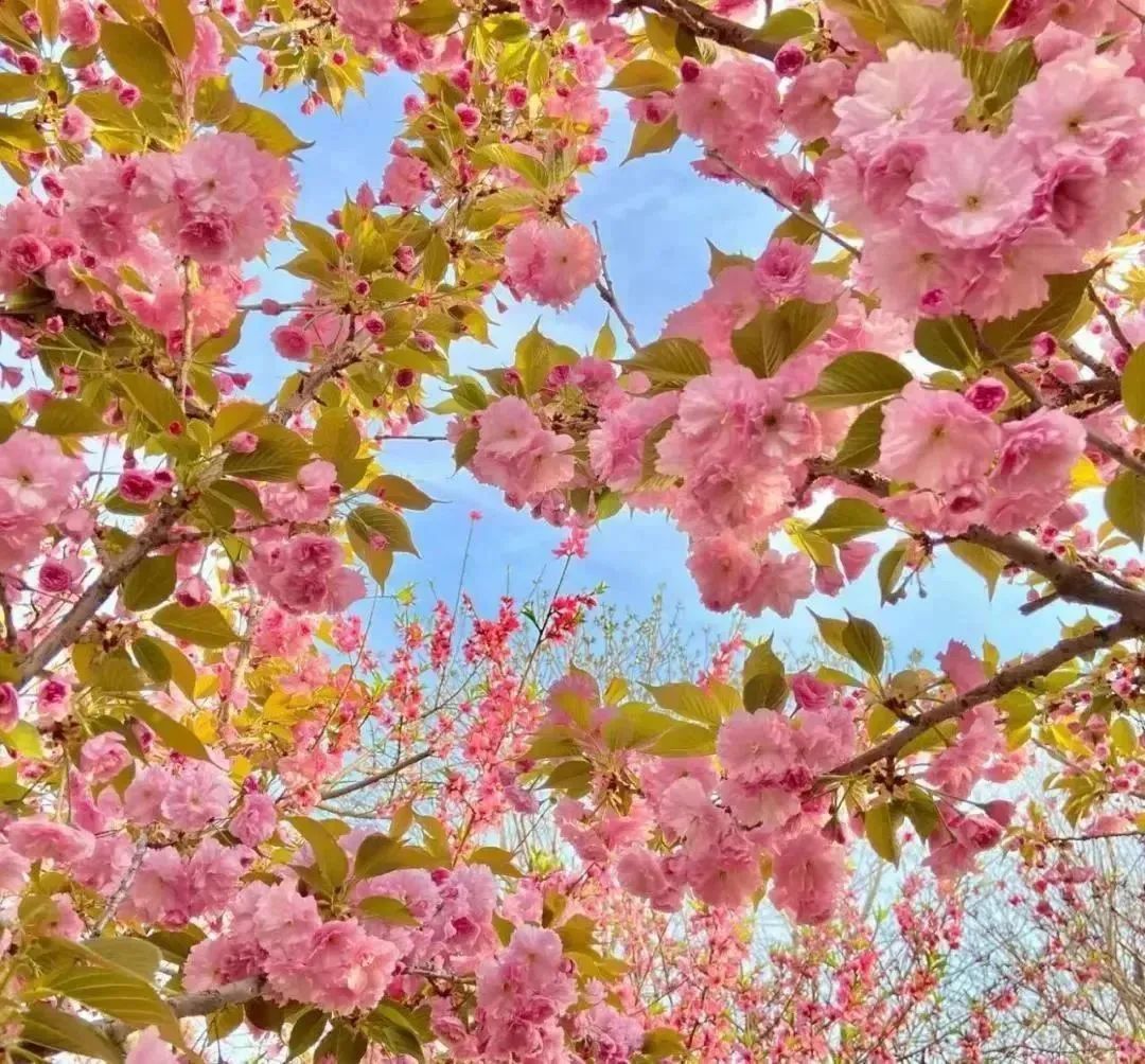 樱花漫舞！固安人是时候去打卡这波樱花粉了~5287 作者:一寸月光 帖子ID:195206 樱花漫舞,时候,打卡,樱花,花粉