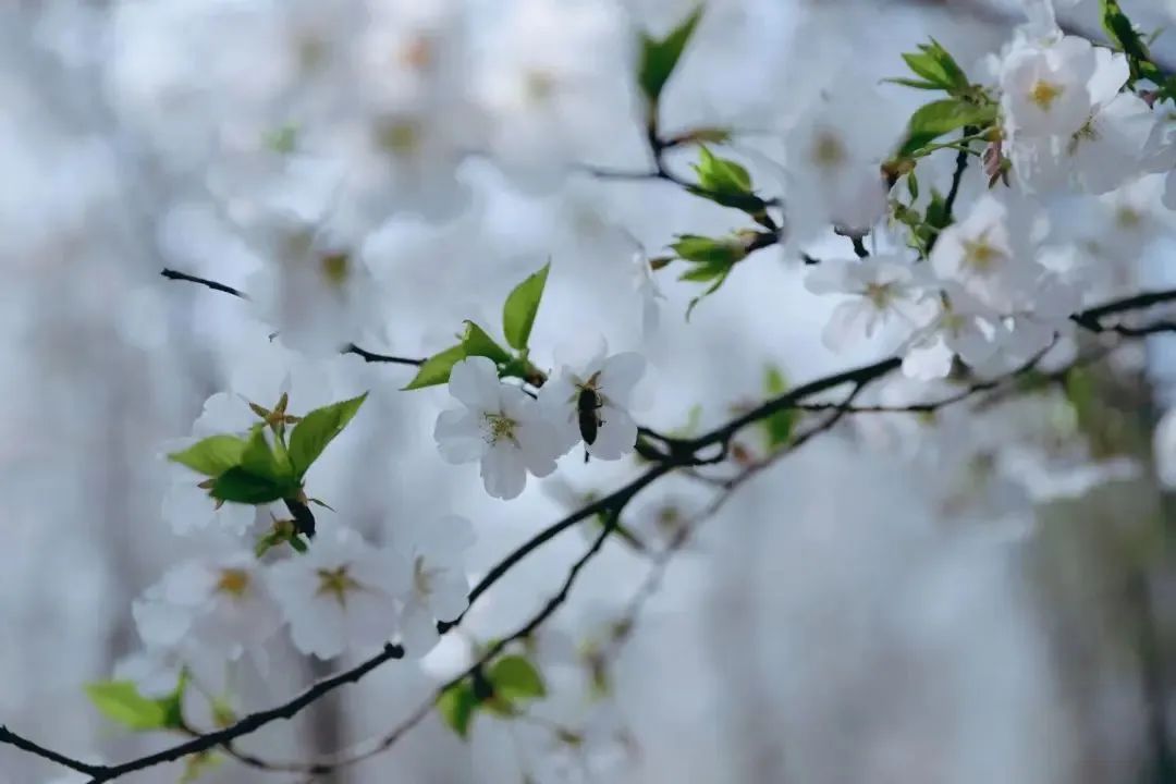 樱花漫舞！固安人是时候去打卡这波樱花粉了~948 作者:一寸月光 帖子ID:195206 樱花漫舞,时候,打卡,樱花,花粉