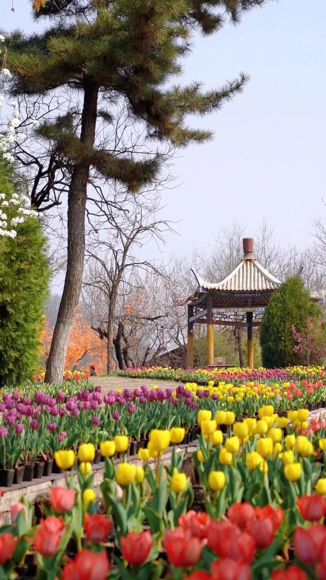 春花“顶流”上线！来这里和郁金香花海撞个满怀~722 作者:一寸月光 帖子ID:198275 春花,上线,这里,金香花,花海