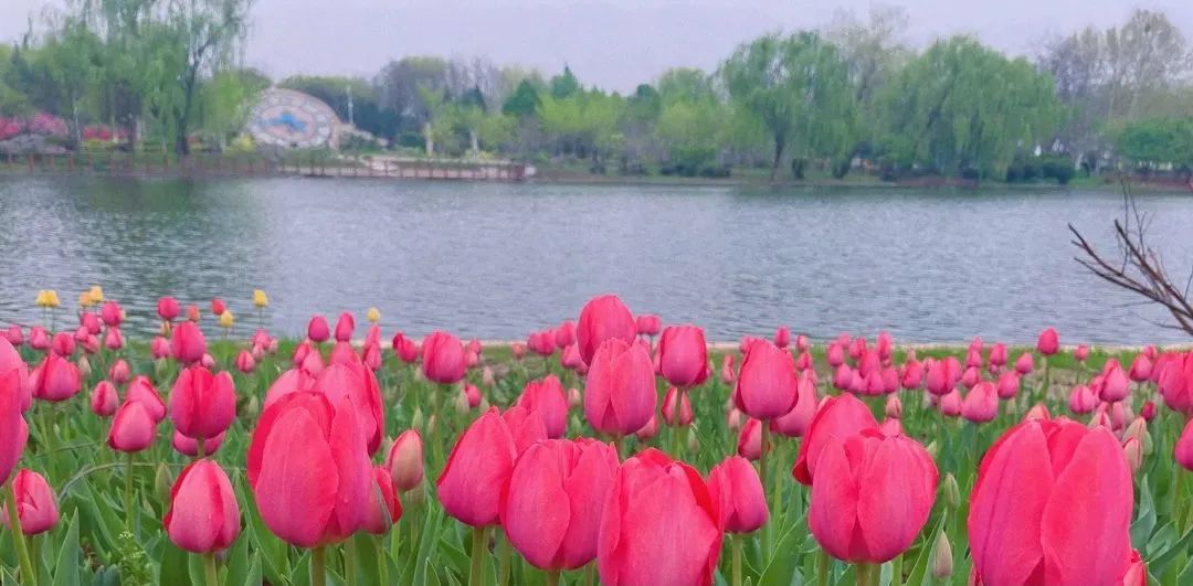 春花“顶流”上线！来这里和郁金香花海撞个满怀~7338 作者:一寸月光 帖子ID:198275 春花,上线,这里,金香花,花海