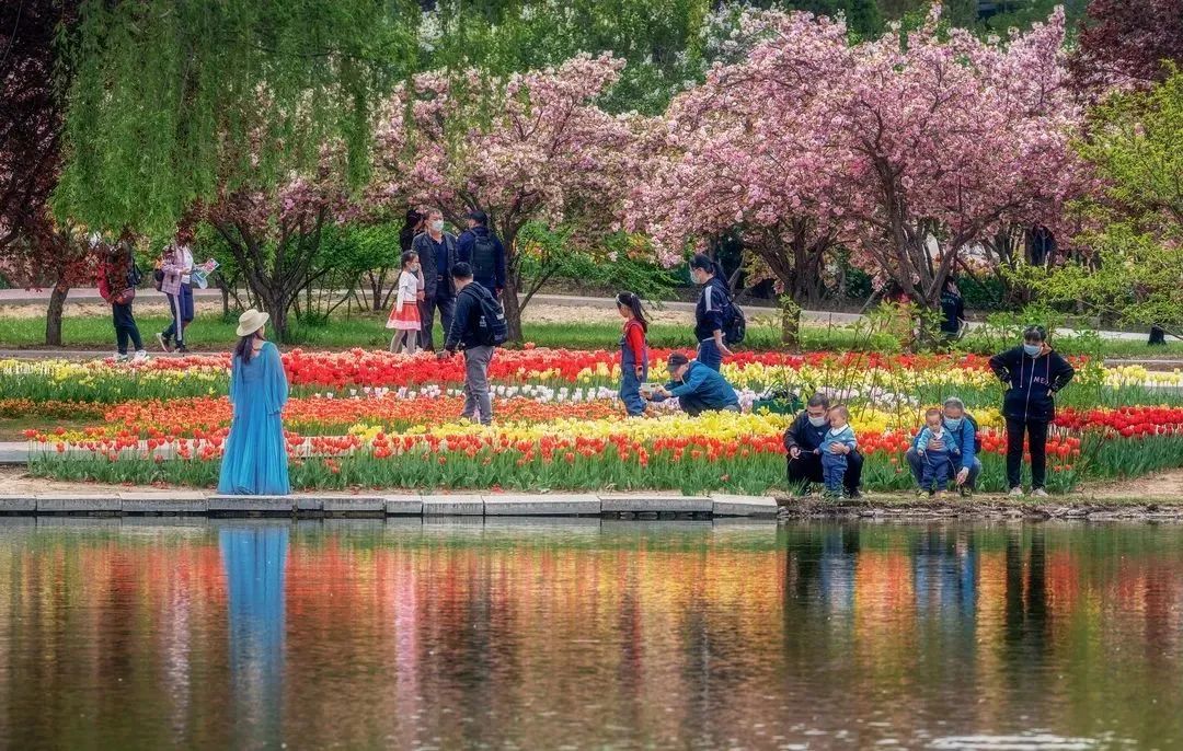 春花“顶流”上线！来这里和郁金香花海撞个满怀~9828 作者:一寸月光 帖子ID:198275 春花,上线,这里,金香花,花海