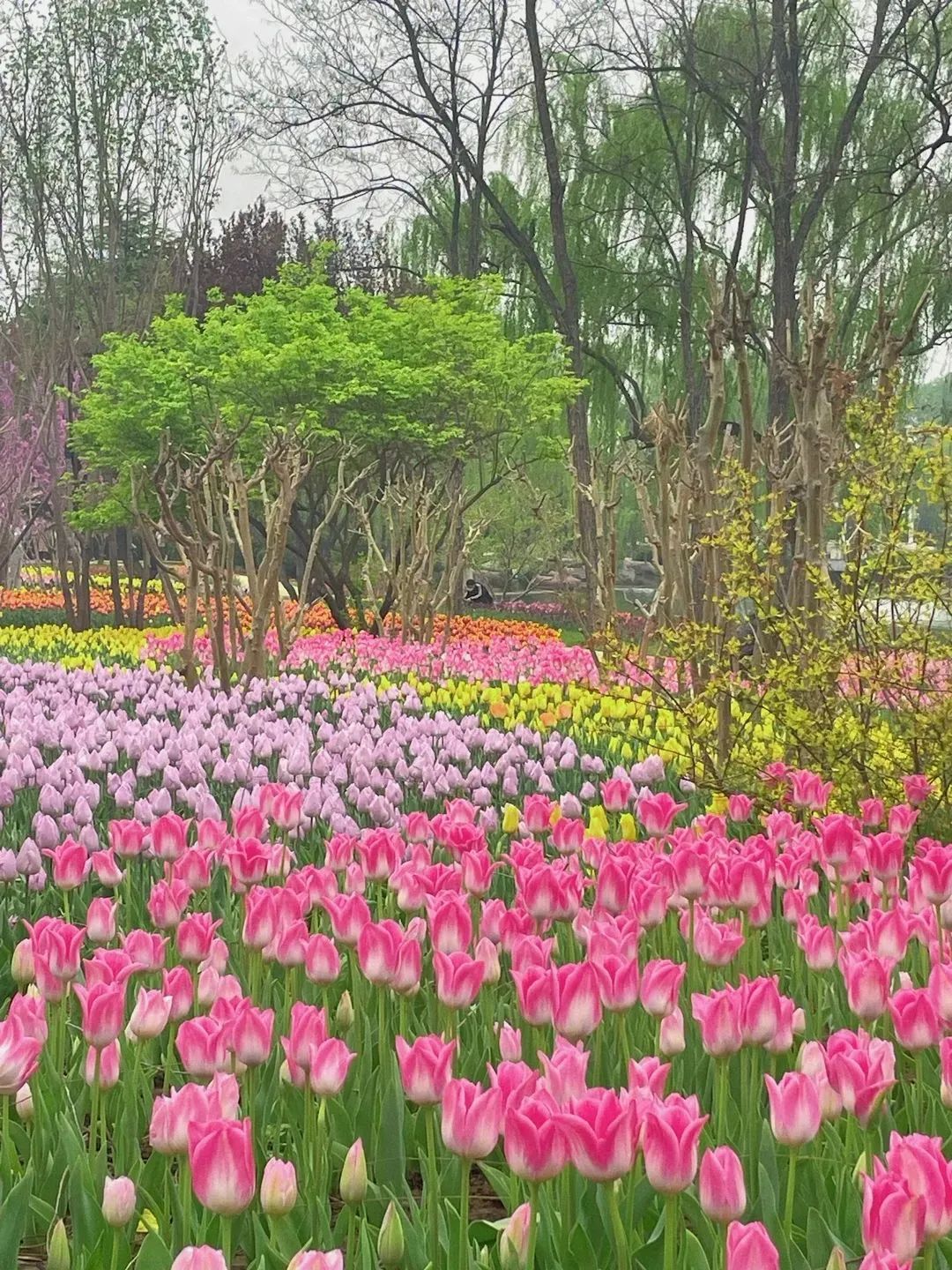 春花“顶流”上线！来这里和郁金香花海撞个满怀~6996 作者:一寸月光 帖子ID:198275 春花,上线,这里,金香花,花海