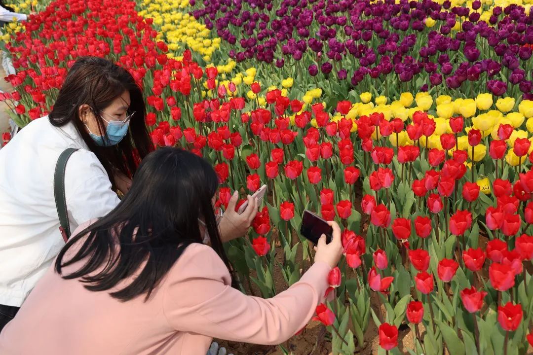 春花“顶流”上线！来这里和郁金香花海撞个满怀~7202 作者:一寸月光 帖子ID:198275 春花,上线,这里,金香花,花海