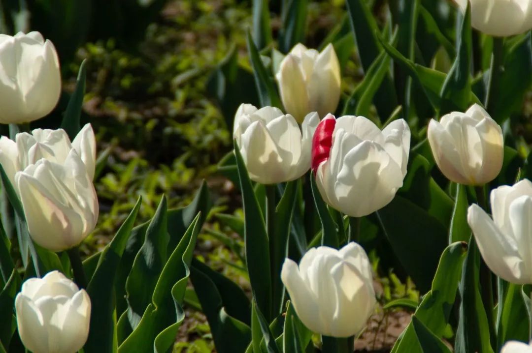 春花“顶流”上线！来这里和郁金香花海撞个满怀~2238 作者:一寸月光 帖子ID:198275 春花,上线,这里,金香花,花海