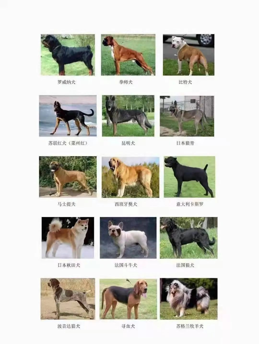 固安禁止养的犬类有这些，办理犬证攻略&gt;&gt;1864 作者:一寸月光 帖子ID:255493 固安,禁止,这些,办理,攻略