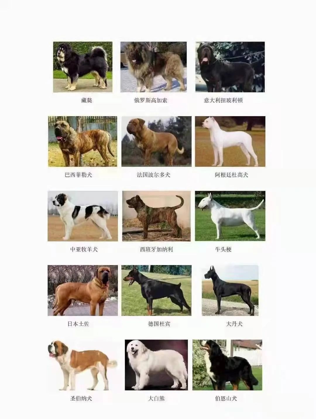 固安禁止养的犬类有这些，办理犬证攻略&gt;&gt;379 作者:一寸月光 帖子ID:255493 固安,禁止,这些,办理,攻略